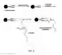 Fig. 03 - Targeting of glycoprotein therapeutics