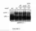 Fig. 04 - Modified lipopolysaccharide glycoform and method of use