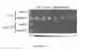 Fig. 06 - Modified lipopolysaccharide glycoform and method of use