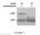 Fig. 08 - Modified lipopolysaccharide glycoform and method of use
