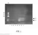 Fig. 02 - Curcumin-peptide conjugates and formulations thereof