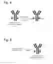 Fig. 04 - Modified antibody, antibody-conjugate and process for the preparation thereof