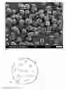 Fig. 04 - Amorphous carbon supported nanoparticles comprising oxides of lanthanides and method for preparing them