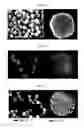 Fig. 19 - Radioactive nanoparticles and methods of making and using the same