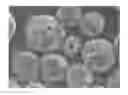 Fig. 01 - MICROCAPSULE-MANUFACTURING PROCESS AND MICROCAPSULES