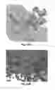 Fig. 24 - Preparation of polymeric resins and carbon materials