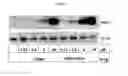 Fig. 02 - Therapeutic bisphosphonates