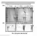 Fig. 32 - Chimeric Spider Silk Polypeptides and Fibers and Uses Thereof