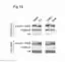 Fig. 19 - TFEB variants and uses thereof