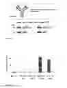 Fig. 02 - Inducible mutagenesis of target genes