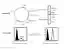 Fig. 24 - HLA-RESTRICTED, PEPTIDE-SPECIFIC BINDING PROTEINS