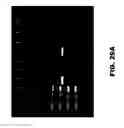 Fig. 46 - NOTUM PROTEIN MODULATORS AND METHODS OF USE