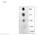 Fig. 04 - NOVEL POLYSACCHARIDE IMMUNOGENS FROM CLOSTRIDIUM BOLTEAE ISOLATED FROM AUTISTIC SUBJECTS AND METHODS AND USES THEREOF