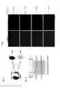 Fig. 09 - REGULATION OF EUKARYOTIC GENE EXPRESSION BY RIBOSOMAL READING-FRAME SWITCH EFFICIENCY CONTROL VIA REGULATORY ELEMENT UPSTREAM OF THE FRAMESHIFTING SITE