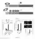 Fig. 02 - HYPOXIA REGULATED CONDITIONALLY SILENCED AAV EXPRESSING ANGIOGENIC INDUCERS