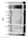Fig. 02 - Enhancing health in mammals using telomerase reverse transcriptase gene therapy