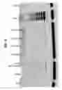 Fig. 07 - Enhancing health in mammals using telomerase reverse transcriptase gene therapy