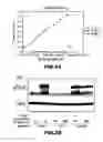 Fig. 25 - RNA APTAMERS AND METHODS FOR IDENTIFYING THE SAME