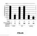Fig. 26 - RNA APTAMERS AND METHODS FOR IDENTIFYING THE SAME