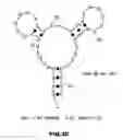 Fig. 29 - RNA APTAMERS AND METHODS FOR IDENTIFYING THE SAME