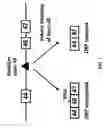 Fig. 02 - INDUCTION OF EXON SKIPPING IN EUKARYOTIC CELLS