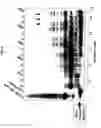 Fig. 14 - Modified oligonucleotides for telomerase inhibition