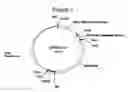Fig. 03 - ENHANCED ACCUMULATION OF CAROTENOIDS IN PLANTS