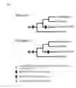 Fig. 08 - SELF-INCOMPATIBILITY SYSTEM FOR MAKING BRASSICACEAE HYBRID