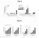 Fig. 02 - Pharmaceutical compositions comprising inhibitors of zinc-ZIP8-MTF1 as active ingredients for preventing or treating a joint disease