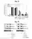Fig. 07 - Pharmaceutical compositions comprising inhibitors of zinc-ZIP8-MTF1 as active ingredients for preventing or treating a joint disease
