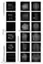 Fig. 10 - SATB1:  A DETERMINANT OF MORPHOGENESIS AND TUMOR METASTATIS