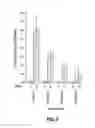 Fig. 09 - METHOD FOR QUANTIFYING COLLAGEN FIBER ALIGNMENT IN PERIPROSTHETIC TISSUE