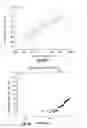 Fig. 07 - Single phase lead-free cubic pyrochlore bismuth zinc niobate-based dielectric materials and processes for manufacture