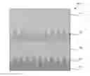 Fig. 01 - Nanostructured Thin-Film Solar Cell