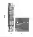 Fig. 06 - TITANIUM OR TITANIUM ALLOY FOR FUEL CELL SEPARATOR HAVING HIGH CONTACT CONDUCTIVITY WITH CARBON AND HIGH DURABILITY, FUEL CELL SEPARATOR INCLUDING THE SAME, AND FUEL CELL