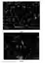 Fig. 07 - Heat transfer component with dendritic crystal structures and purpose and method of use for such a component