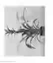 Fig. 02 - plant named ‘DANCE ’
