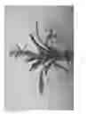 Fig. 02 - plant named ‘VARIADA’