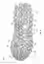 Fig. 07 - Sole with projections and article of footwear