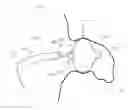 Fig. 01 - METHOD AND APPARATUS FOR RECAPTURING AN IMPLANT FROM THE LEFT ATRIAL APPENDAGE