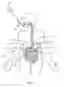 Fig. 02 - Illuminated gastric tubes and methods of use