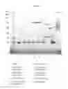 Fig. 08 - SOLID DRESSING FOR TREATING WOUNDED TISSUE