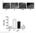 Fig. 02 - Skin-moisturising or wrinkle-improving external composition and cosmetic composition