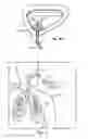 Fig. 04 - Method for Administering an Antibiotic Dosage