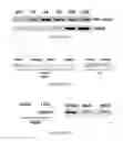 Fig. 03 - Methods of treating hepatic fibrosis and associated diseases by regulating Rev-ERB activity