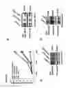 Fig. 07 - Method and pharmaceutical composition for inhibiting PI3K/AKT/mTOR signaling pathway