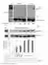 Fig. 07 - Methods of inducing read-through of a nonsense mutation associated with ataxia telangiectasia, Rett syndrome or spinal muscular atrophy by erythromycin or azithromycin