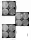 Fig. 06 - Compositions and methods for treating diseases or disorders using extended release nitric oxide releasing solutions