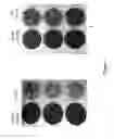 Fig. 09 - Compositions and methods for treating diseases or disorders using extended release nitric oxide releasing solutions