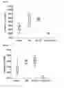 Fig. 09 - Method of using mitotically inactivated stem cells for damaged tissue repair